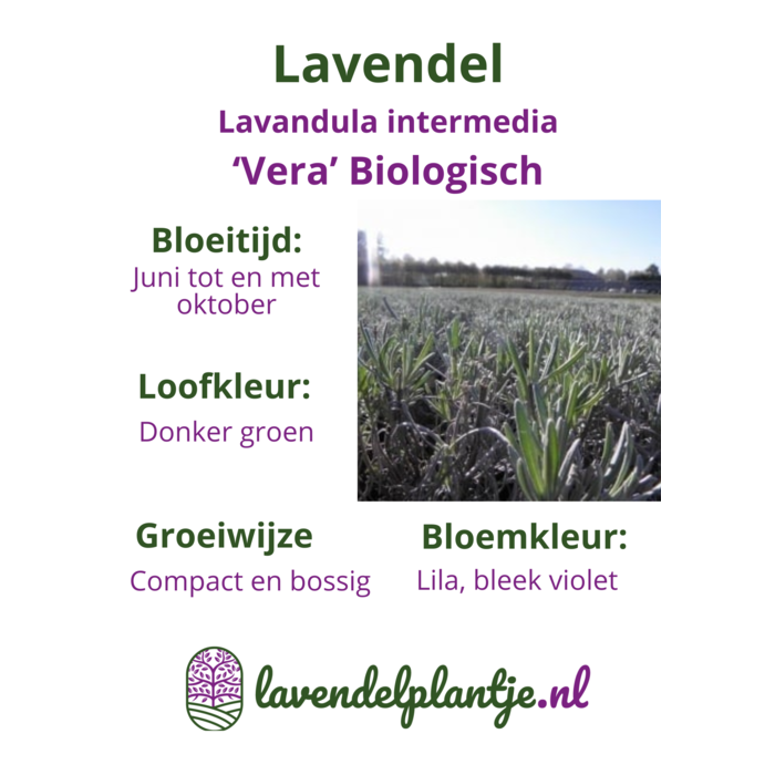 Lavendel | Lavandula intermedia 'Vera', Biologisch P13