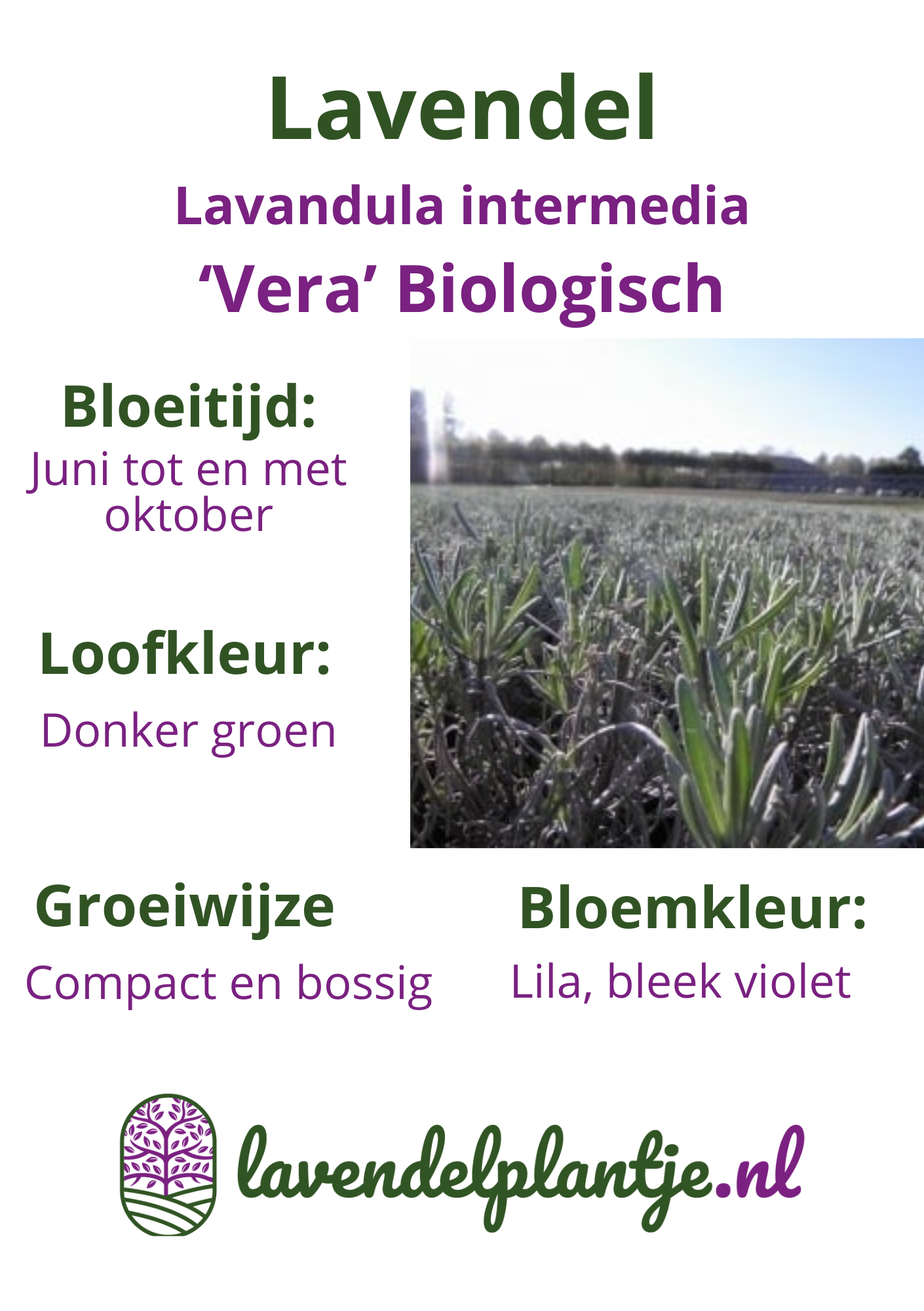 Lavendel | Lavandula intermedia 'Vera', Biologisch