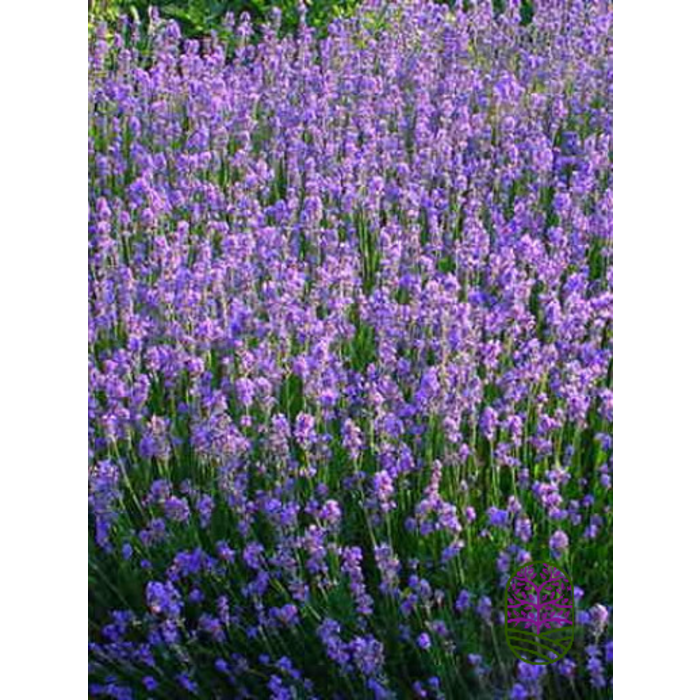 Lavandula angustifolia 'Munstead' p9