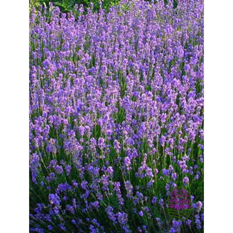 Lavandula angustifolia 'Munstead'