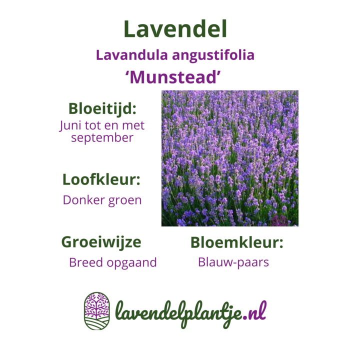 Lavandula angustifolia 'Munstead' p9