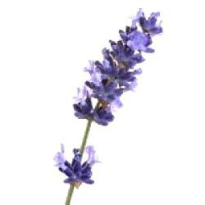 Etherische olie | Olie van echte lavendel