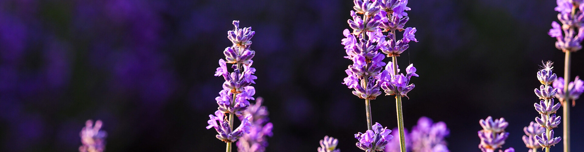 Lavendel verzorgen: hoe doe je dat?