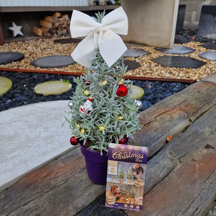 Lavandula angustifolia 'Christmas Tree'- Lavendel Kerstboom P15
