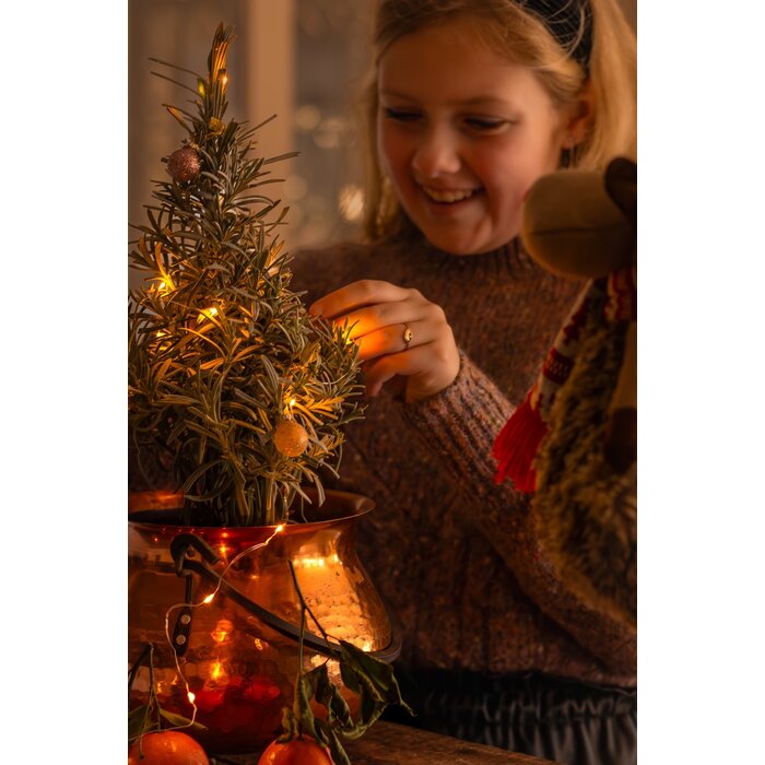 Lavandula angustifolia 'Christmas Tree'- Lavendel Kerstboom P15