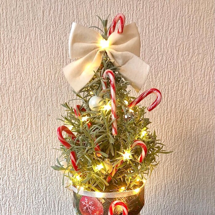 Lavandula angustifolia 'Christmas Tree'- Lavendel Kerstboom P15