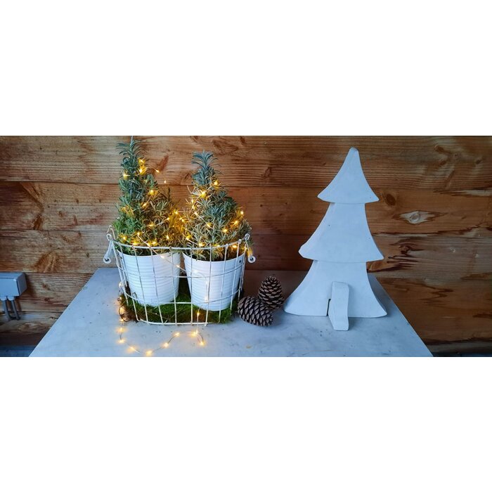 Lavandula angustifolia 'Christmas Tree'- Lavendel Kerstboom P15