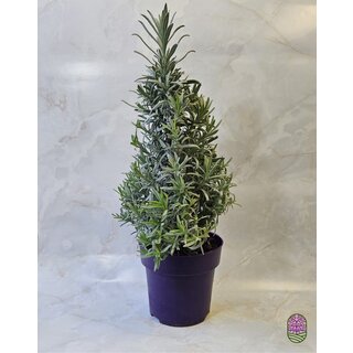 Lavendel Boompje P15