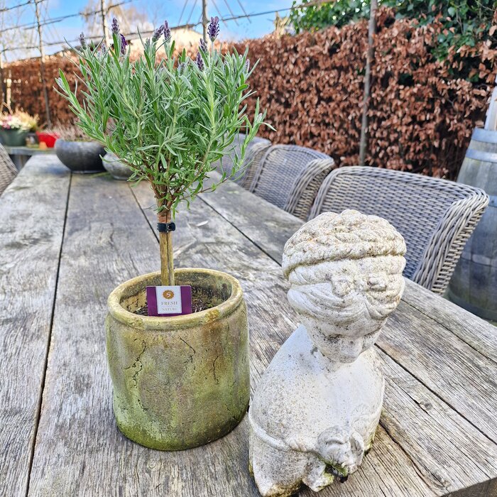 Lavendel op stam | Stoechas Anouk P12