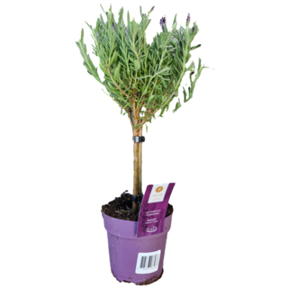 Lavendel op stam | Stoechas Anouk P12
