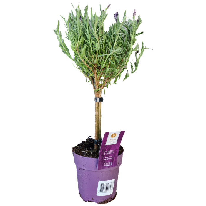 Lavendel op stam | Stoechas Anouk P12