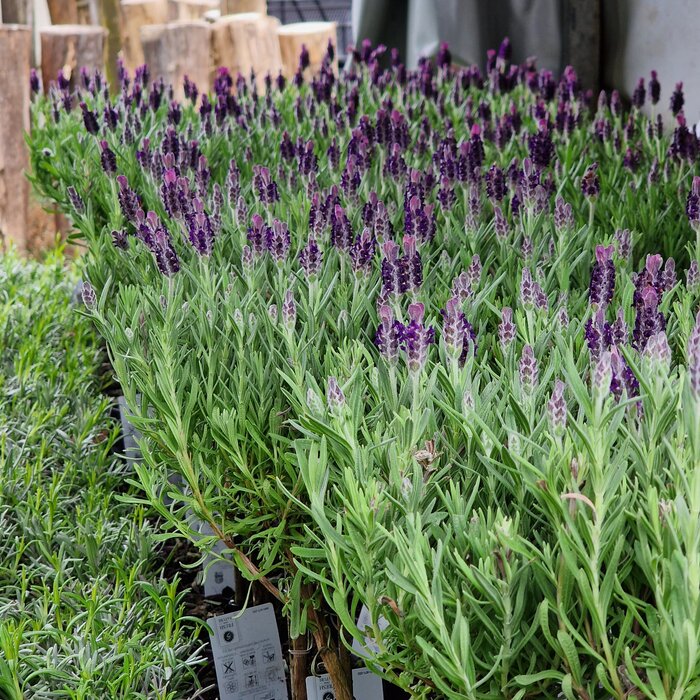 Lavendel op stam | Stoechas Anouk P12