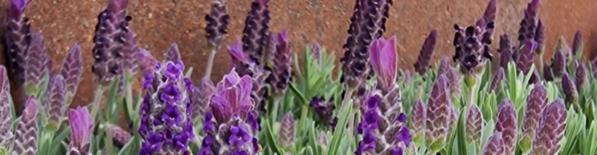 Lavendel Stoechas - Een terrasvriendelijke toevoeging voor de horeca