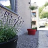 Lavandula angustifolia Dwarf Blue - Lavendel Online Kopen