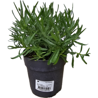 Lavendel | Lavandula angustifolia. 'Hidcote' blauw p12