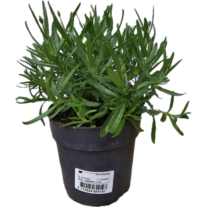 Lavendel | Lavandula angustifolia. 'Hidcote' blauw p12