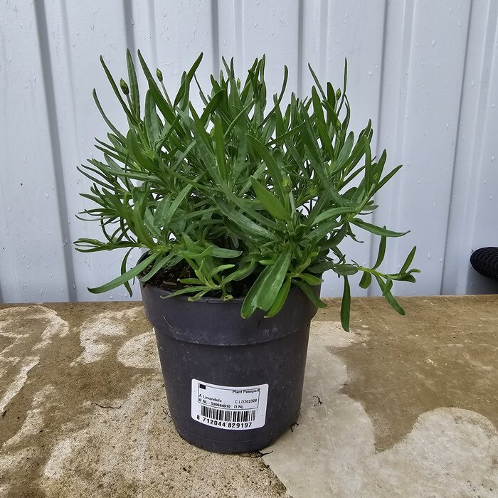 Lavendel | Lavandula angustifolia. 'Hidcote' blauw p12