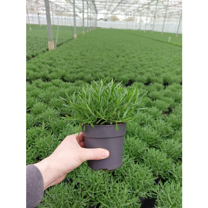 Lavendel | Lavandula angustifolia. 'Hidcote' blauw p12