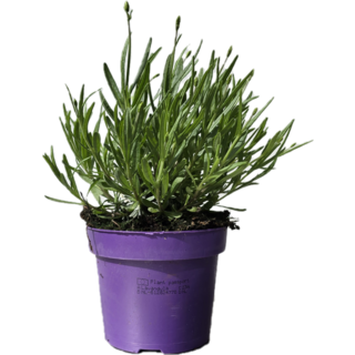 Lavendel | Lavandula angustifolia. 'Hidcote' enjoy the seasons p12