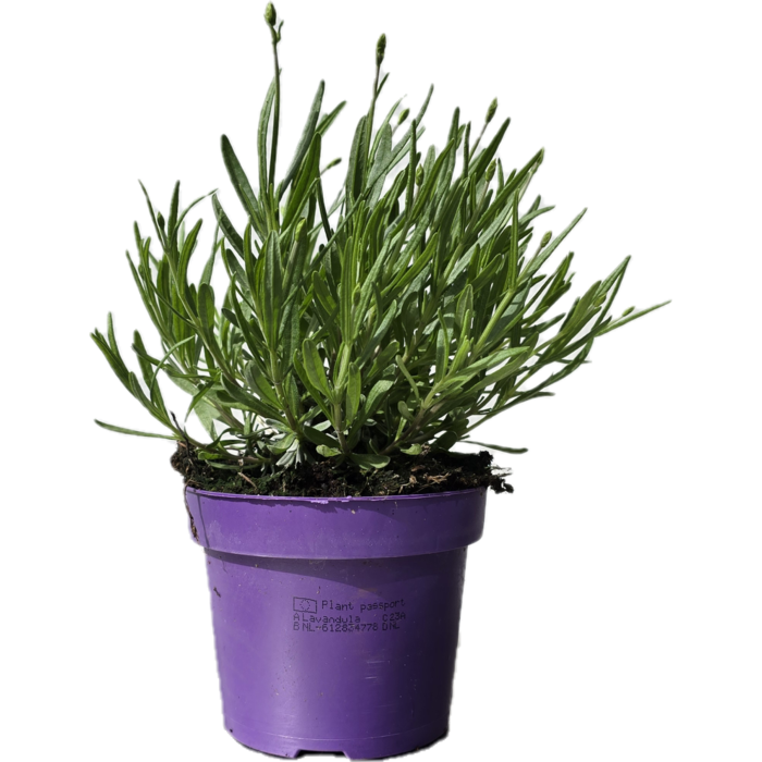 Lavendel | Lavandula angustifolia. 'Hidcote' enjoy the seasons p12