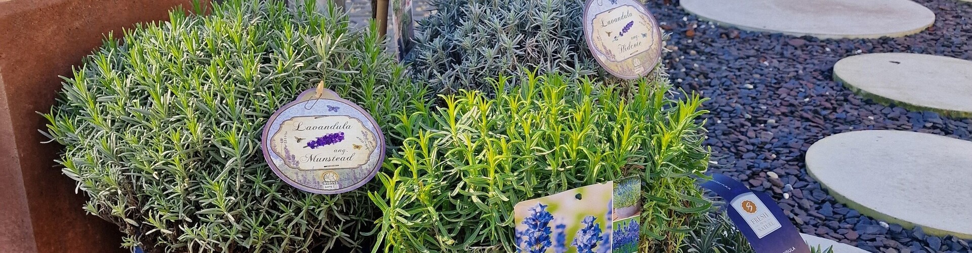Welke lavendel is winterhard?