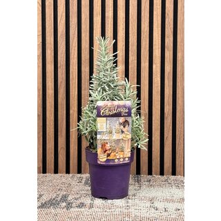 Lavandula angustifolia 'Christmas Tree'- Lavendel Kerstboom P15