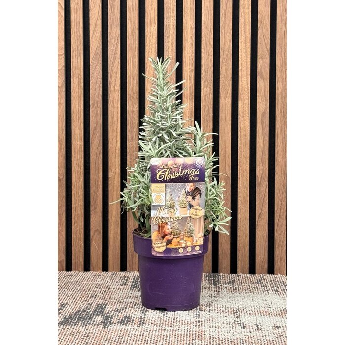 Lavandula angustifolia 'Christmas Tree'- Lavendel Kerstboom P15