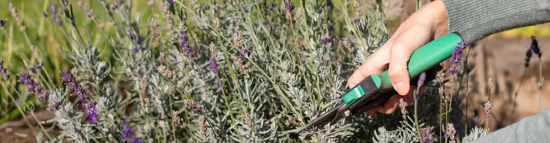 Wat doe je met lavendel nadat deze is uitgebloeid?