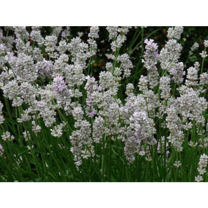 Lavandula angustifolia 'Alba' P9