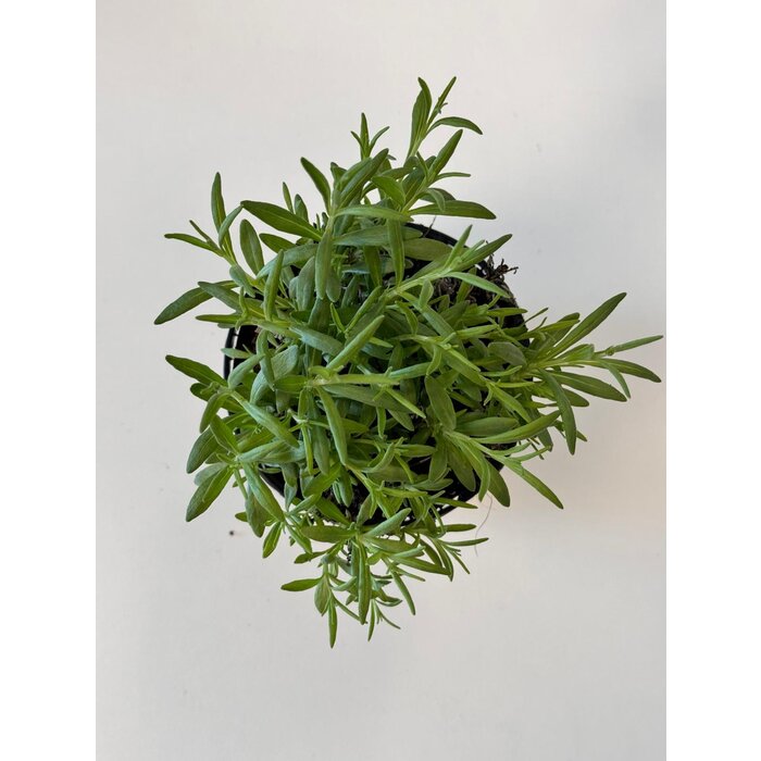 Biologische lavendel | Lavandula angustifolia 'Forever Blue' P12