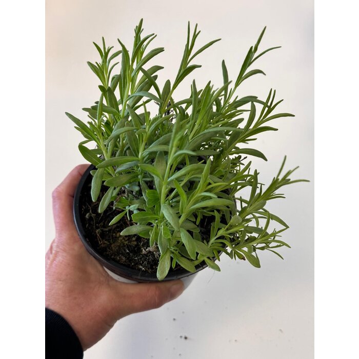 Biologische lavendel | Lavandula angustifolia 'Forever Blue' P12