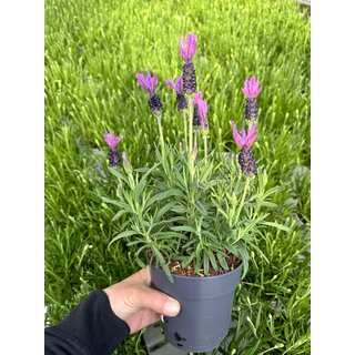 Lavendel Stoechas| Kuiflavendel Bella Toscana  P12