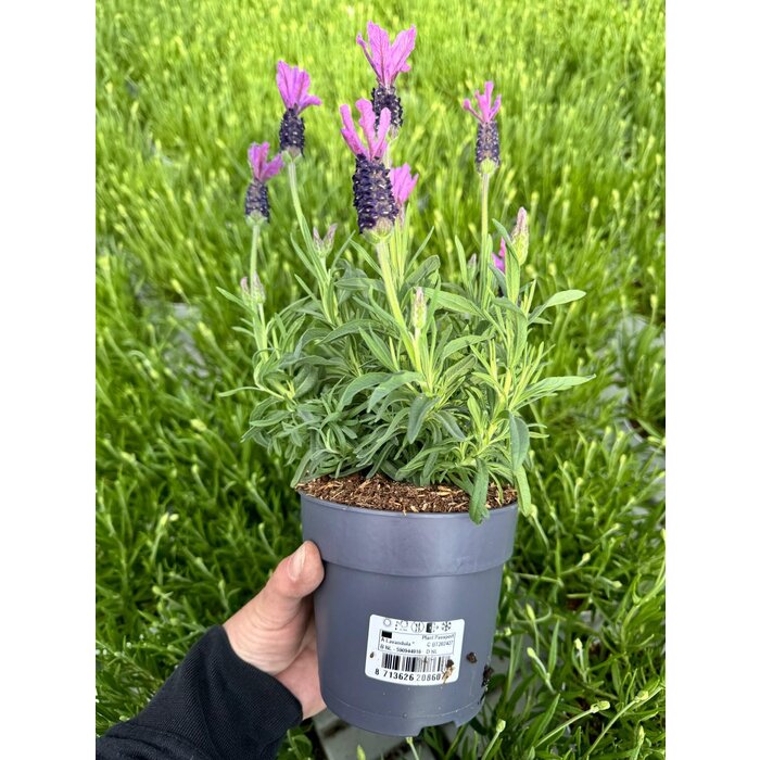 Lavendel Stoechas | Kuiflavendel Bella Toscana P10,5
