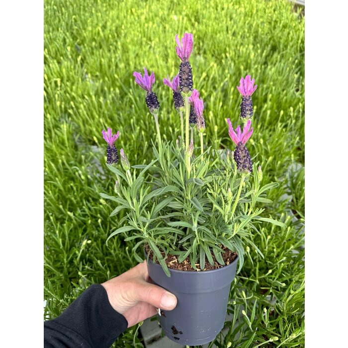 Lavendel Stoechas| Kuiflavendel Bella Toscana P12