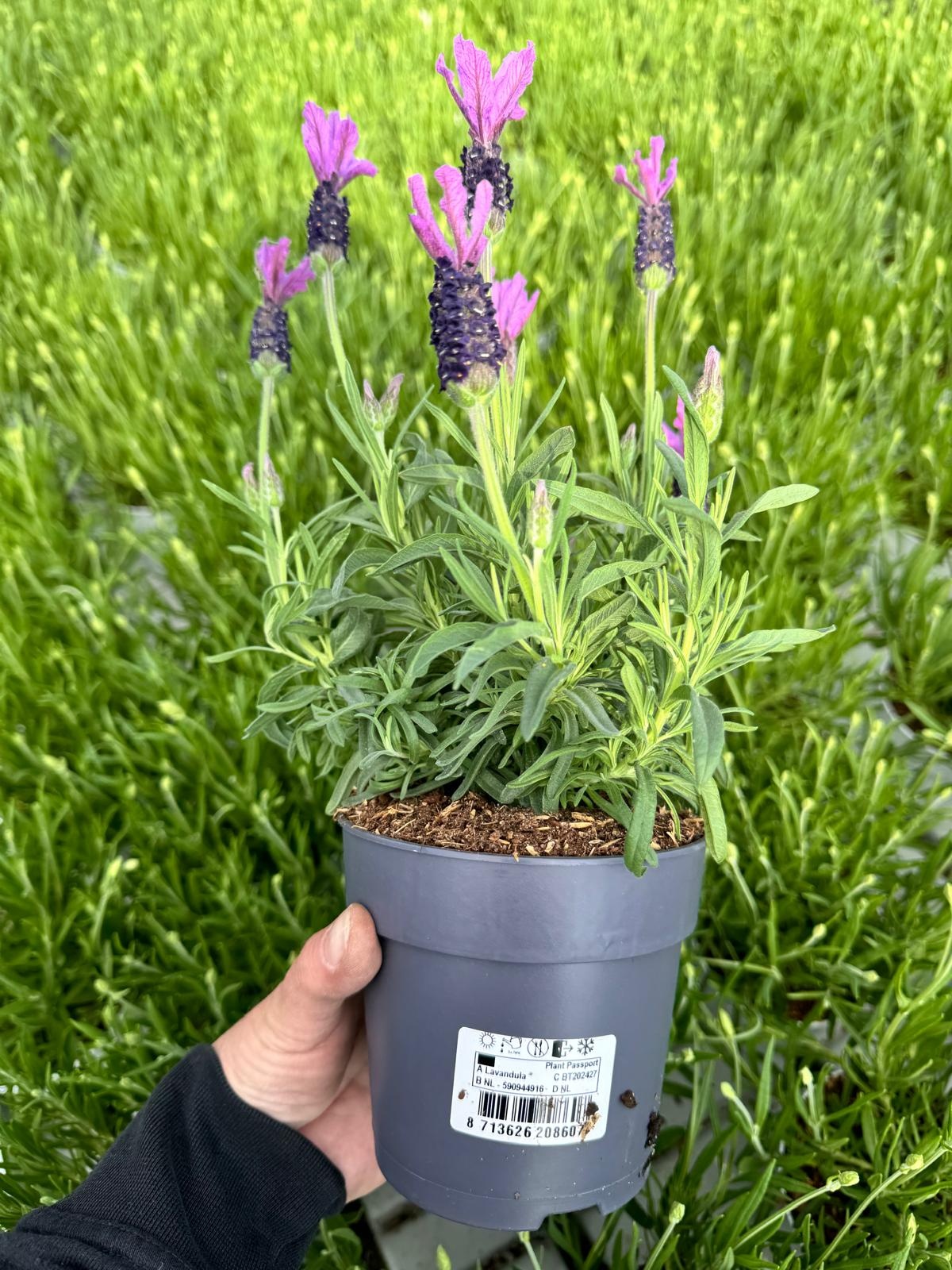 Lavendel Stoechas| Kuiflavendel Bella Toscana P12