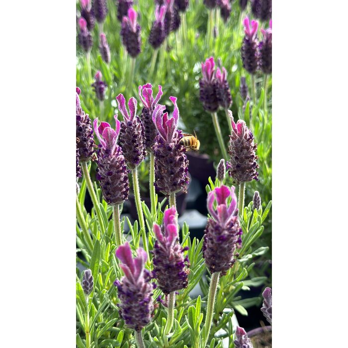 Lavendel op stam | Stoechas Anouk P12