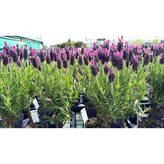 Lavendel op stam | Stoechas Anouk P12