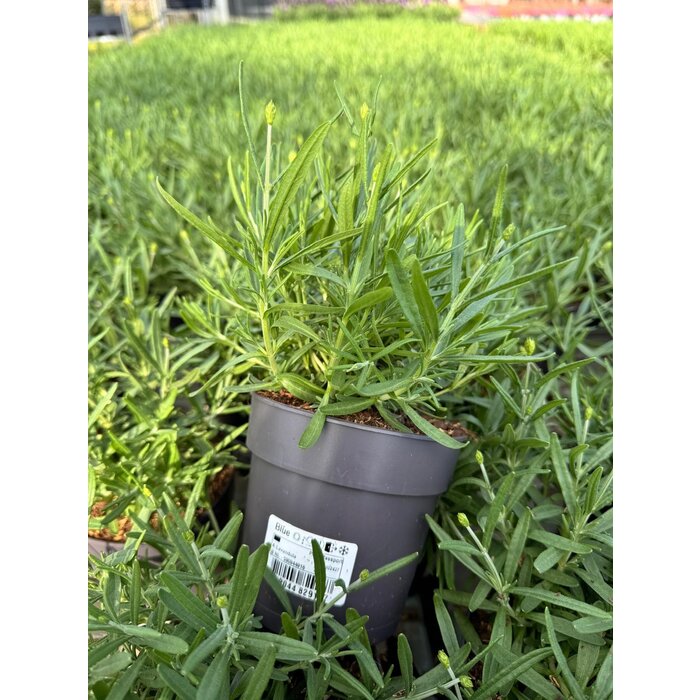 Lavendel | Lavandula angustifolia. 'Hidcote' blauw p12