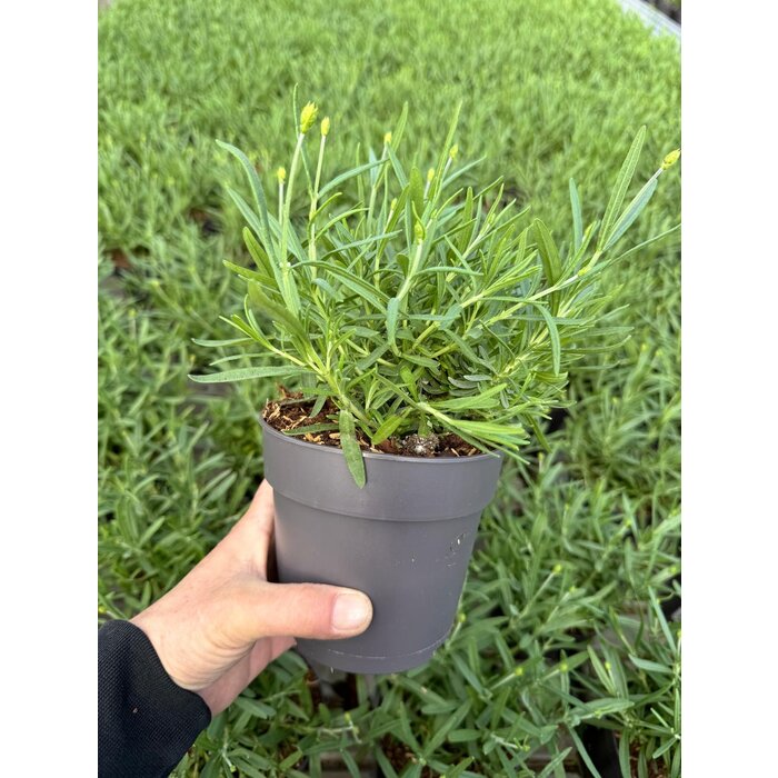 Lavendel | Lavandula angustifolia. 'Hidcote' blauw p12