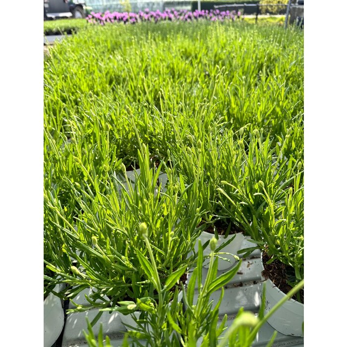 Lavendel | Lavandula angustifolia. 'Aromance white'  P12