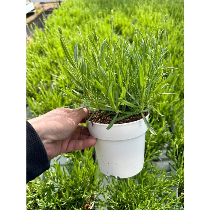 Lavendel | Lavandula angustifolia. 'Aromance white'  P12