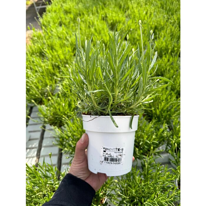 Lavendel | Lavandula angustifolia. 'Aromance white'  P12