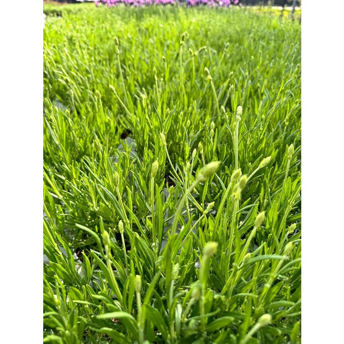 Lavendel | Lavandula angustifolia. 'Aromance white'  P12