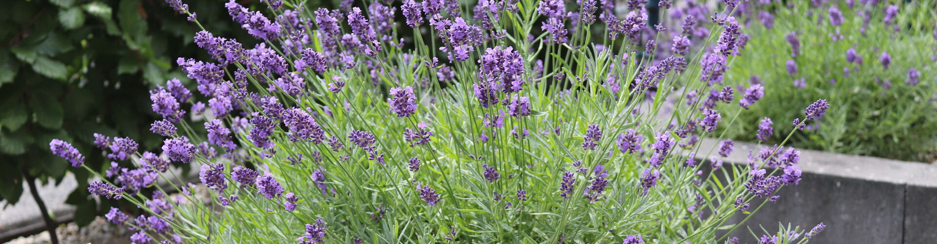 Wanneer moet je lavendel kopen?