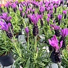 Hoeveel jaar blijft lavendel mooi?