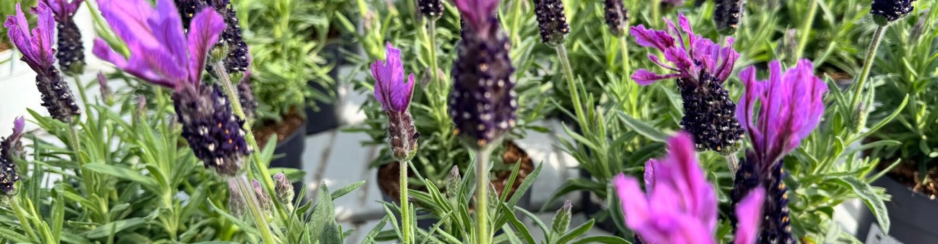 Hoeveel jaar blijft lavendel mooi?