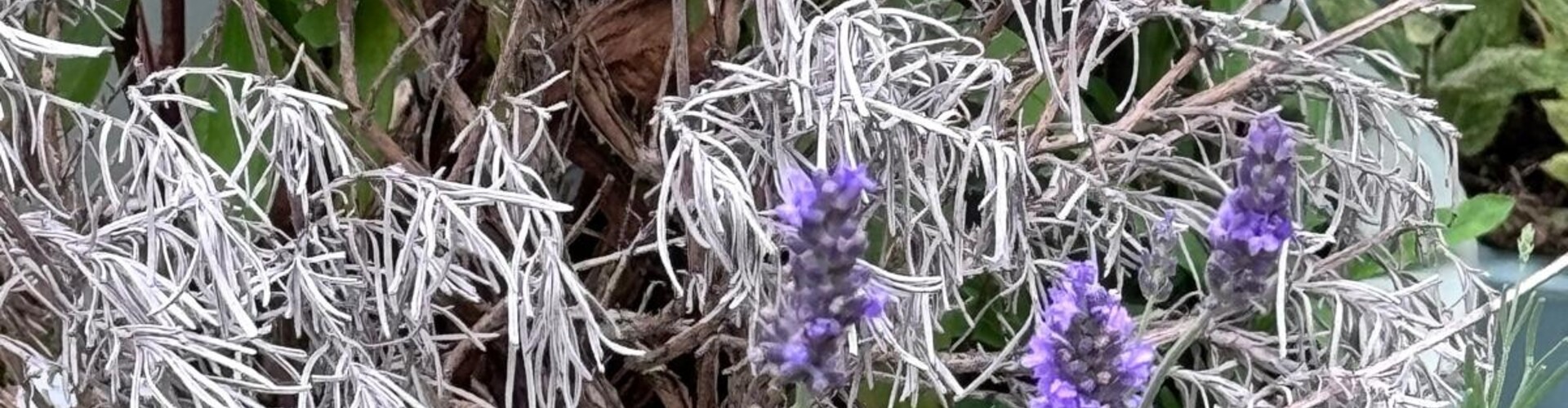 Mijn lavendel bloeit niet meer goed, hoe komt dat?