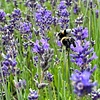 Lavendel aanbieding deze week? Lavendelplantje.nl is altijd voordelig!