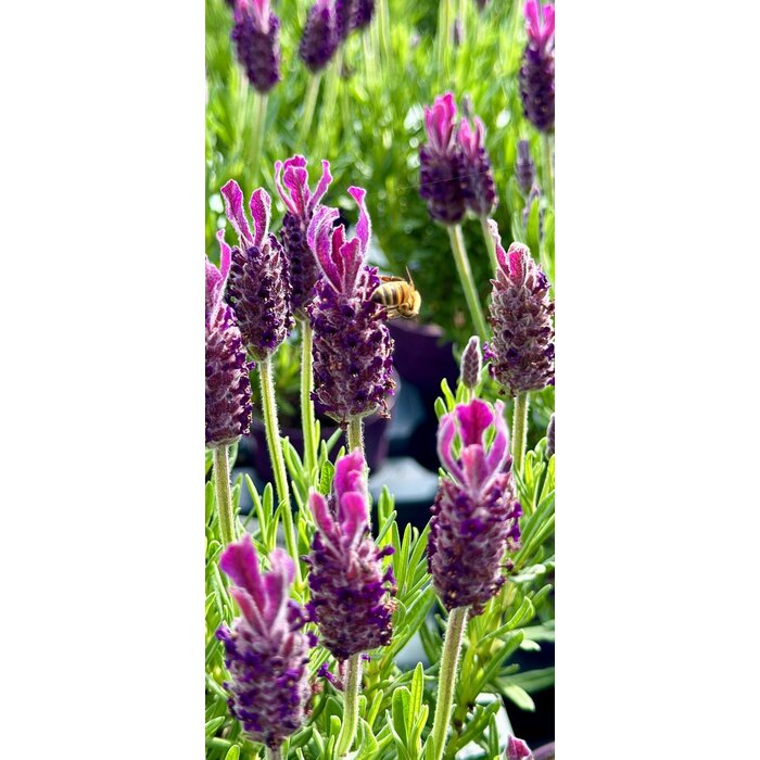 Lavendel Stoechas| Kuiflavendel Bella Toscana P12