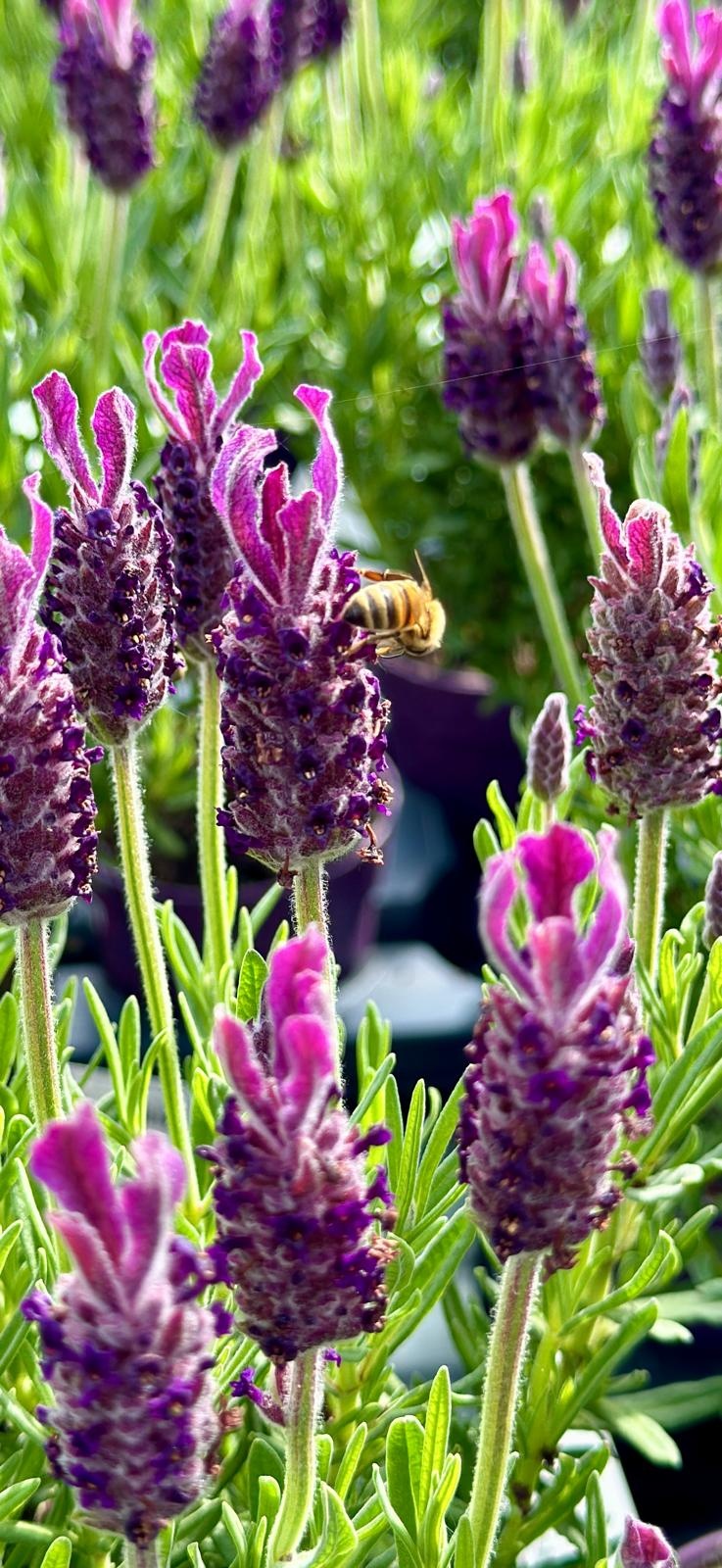 Lavendel Stoechas | Kuiflavendel Bella Toscana P10,5
